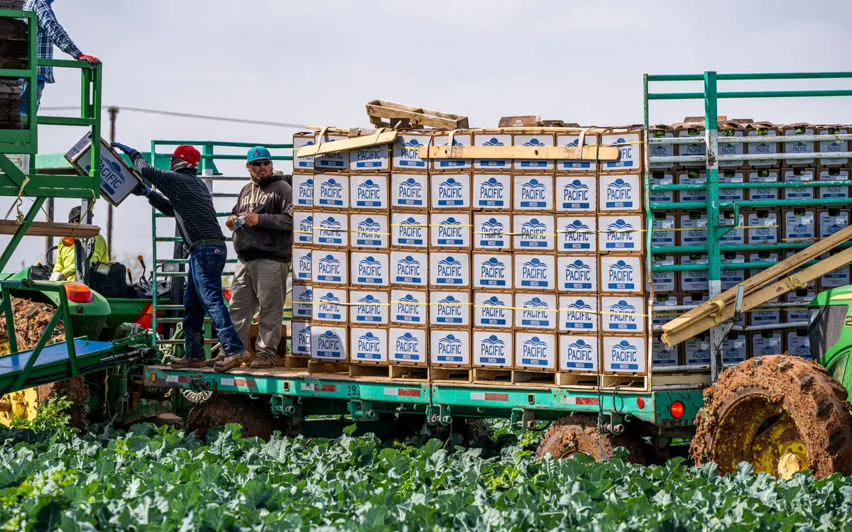 Récolte de légumes dans un champ