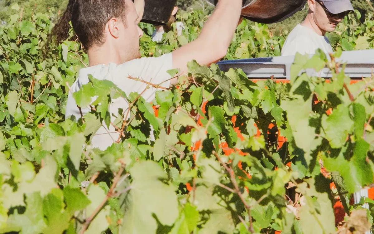 Vendange dans un vignoble