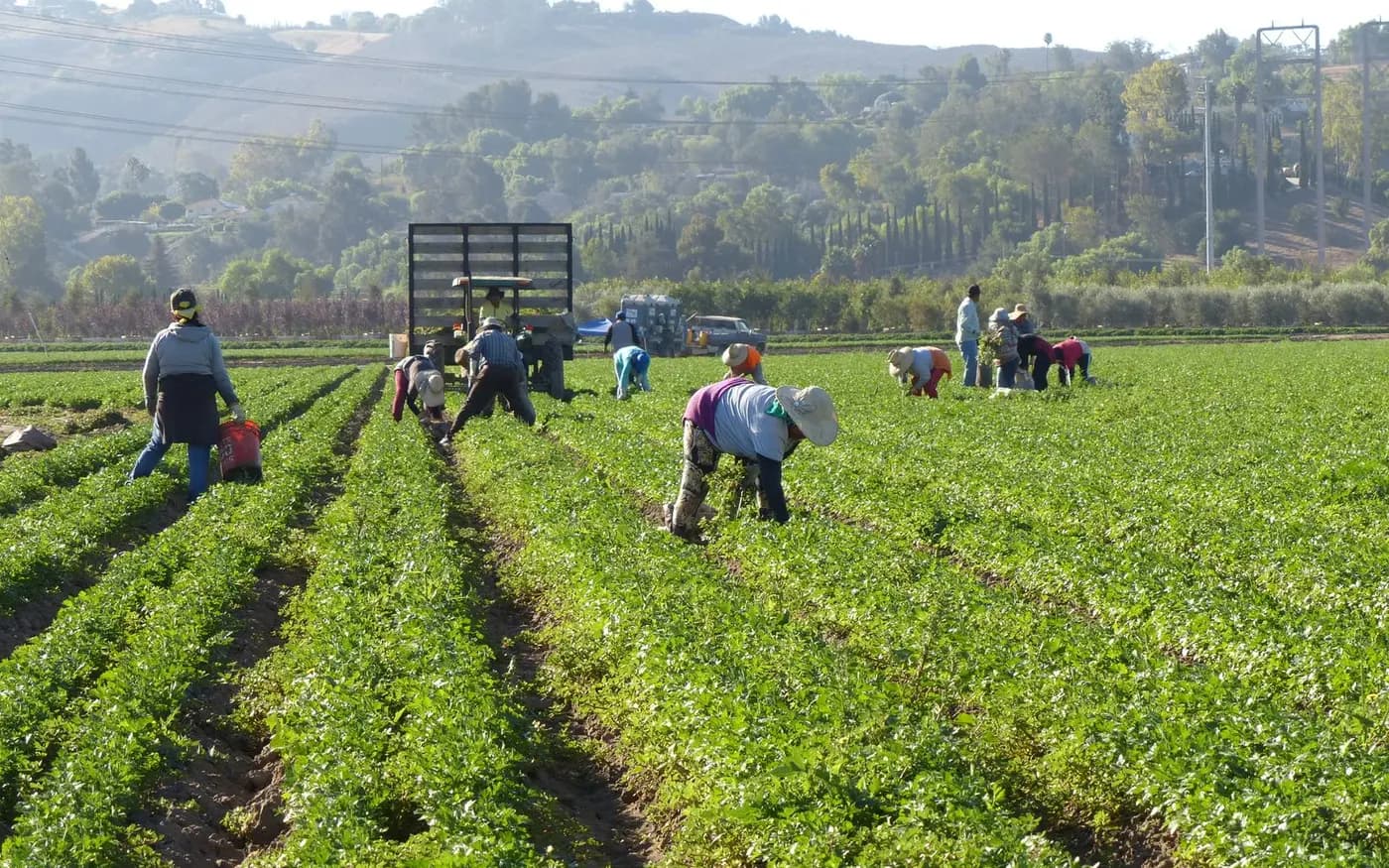 Ouvriers agricoles récoltant dans un champ cultivé